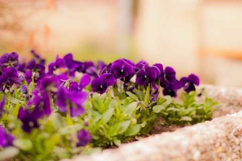 盛开的紫色三色堇
