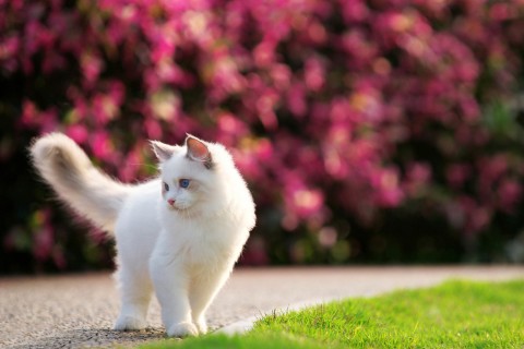 蓝色眼睛的白色猫咪