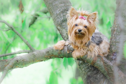 树上的可爱小狗