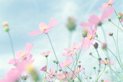 粉红波斯菊