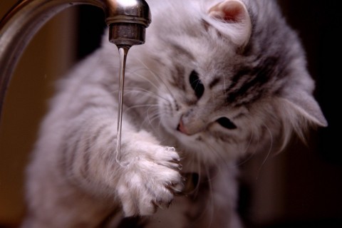 萌猫洗手