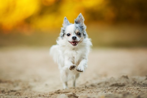 奔跑的可爱小狗
