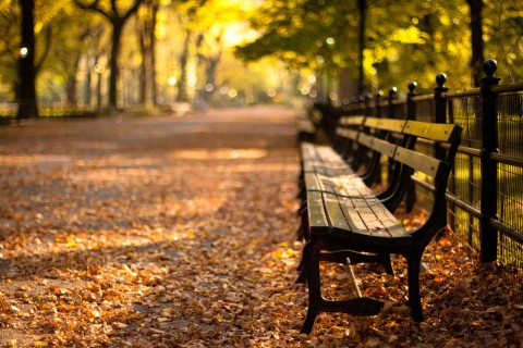 秋天里的纽约中央公园