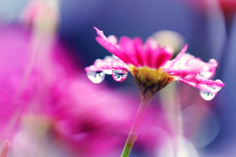 花瓣上的晶莹水滴