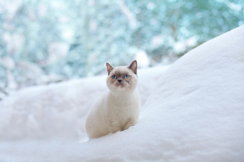 雪地里的猫