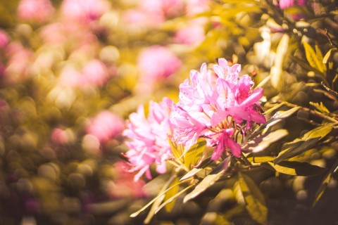 阳光中的粉色花朵