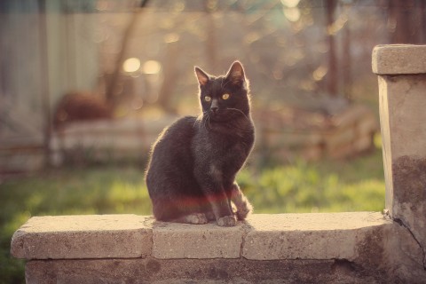 阳光中的黑色猫咪