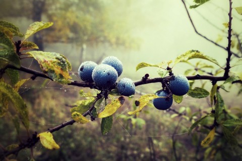 清晨的蓝莓