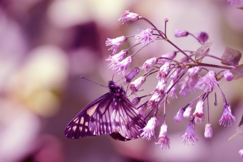 唯美紫色蝴蝶