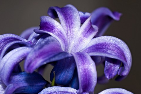 紫色百合花