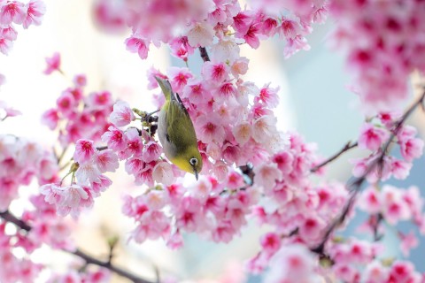 樱花树上的绣眼鸟