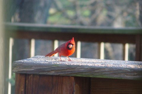 可爱的红衣主教鸟