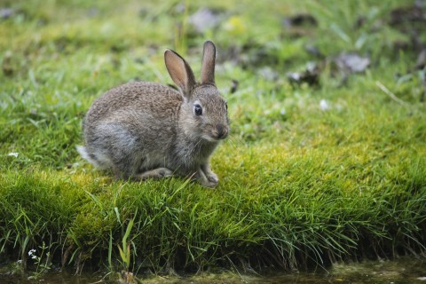 草坪上的兔子