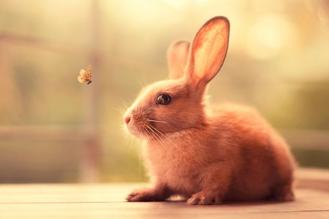 可爱萌兔