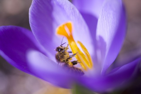 番红花中采蜜的蜜蜂