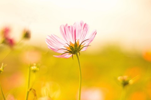 盛开的粉色波斯菊