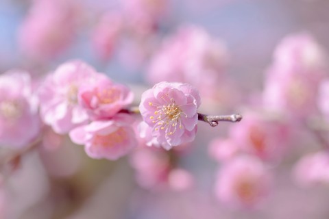 美丽的粉色桃花