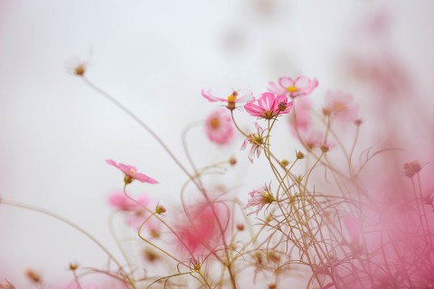 唯美粉色波斯菊