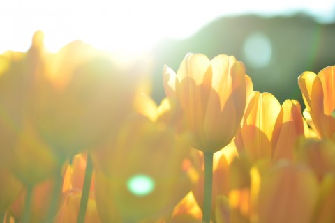 阳光下的黄色郁金香