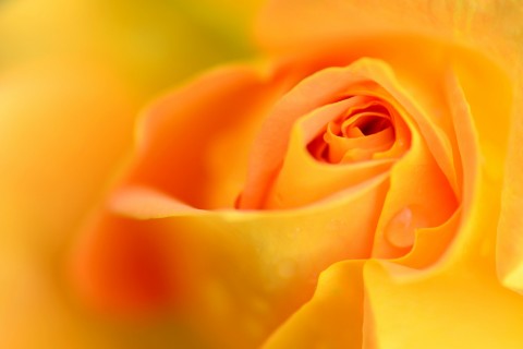 唯美黄玫瑰