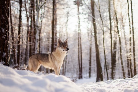 雪地中的狼