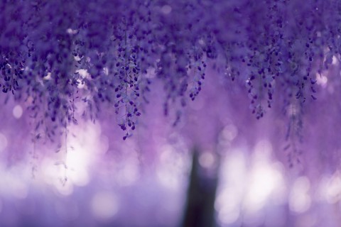 漂亮紫藤花
