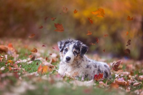 落叶中的小狗