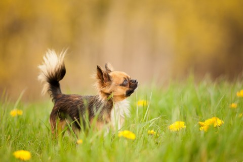 草丛中的可爱小狗