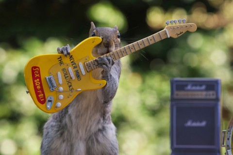 松鼠弹吉他