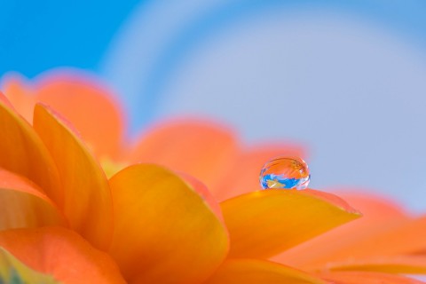 花瓣上的漂亮水珠