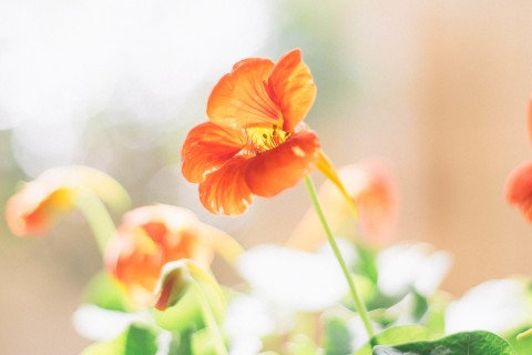 美丽的橙色花朵