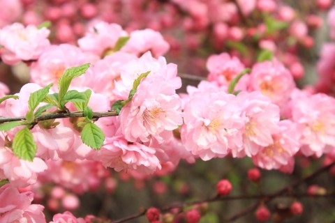 漂亮的粉色桃花
