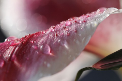 百合花瓣上的水珠