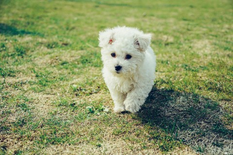 草地上的白色小狗