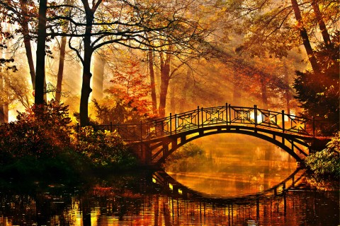 树林中的小桥