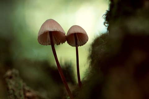 蘑菇一朵朵