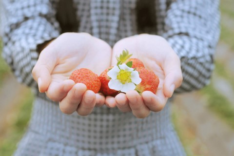 捧在手中的草莓