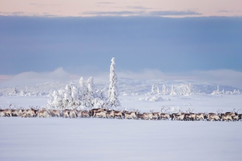 雪地里的麋鹿群