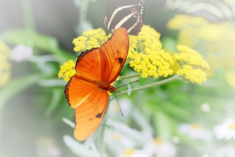 彩色的花蝴蝶