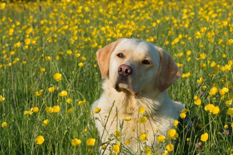 花丛中的拉布拉多犬