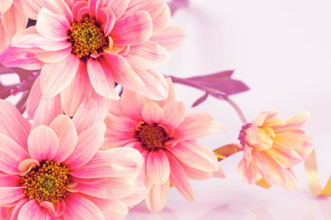 唯美的粉色花朵