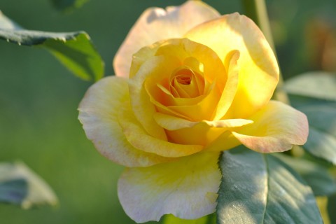 漂亮的黄玫瑰
