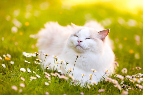 草地上的布偶猫