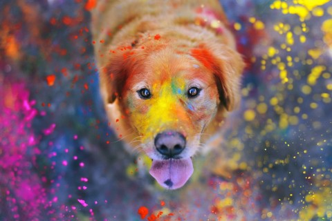 色彩斑斓的狗