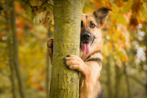 躲在树后的德国牧羊犬