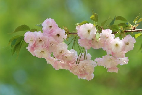 粉嫩的樱花
