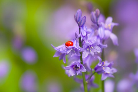 紫色花卉上的小瓢虫