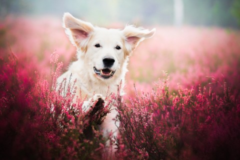 花丛中的白色小狗
