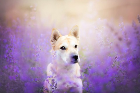 紫色花丛中的小狗