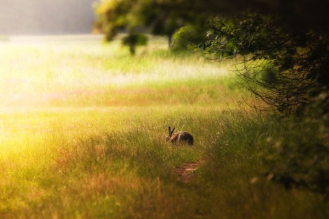 森林里的兔子